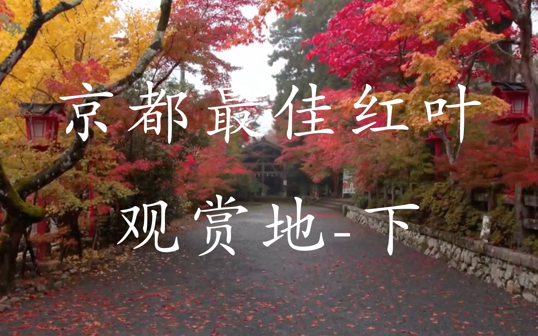 早稻田大学东京花火19年湘南yosakoi表演 游戏社