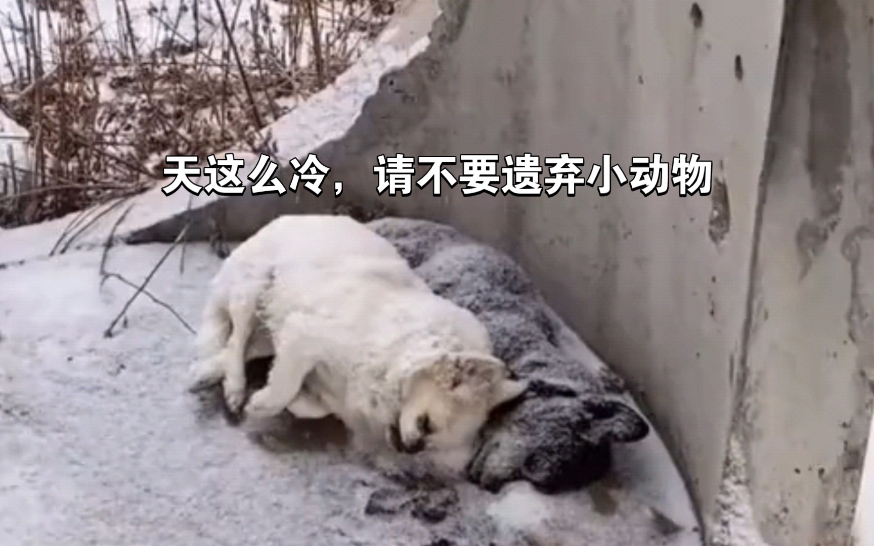 两只小狗依偎在一起还是冻死了