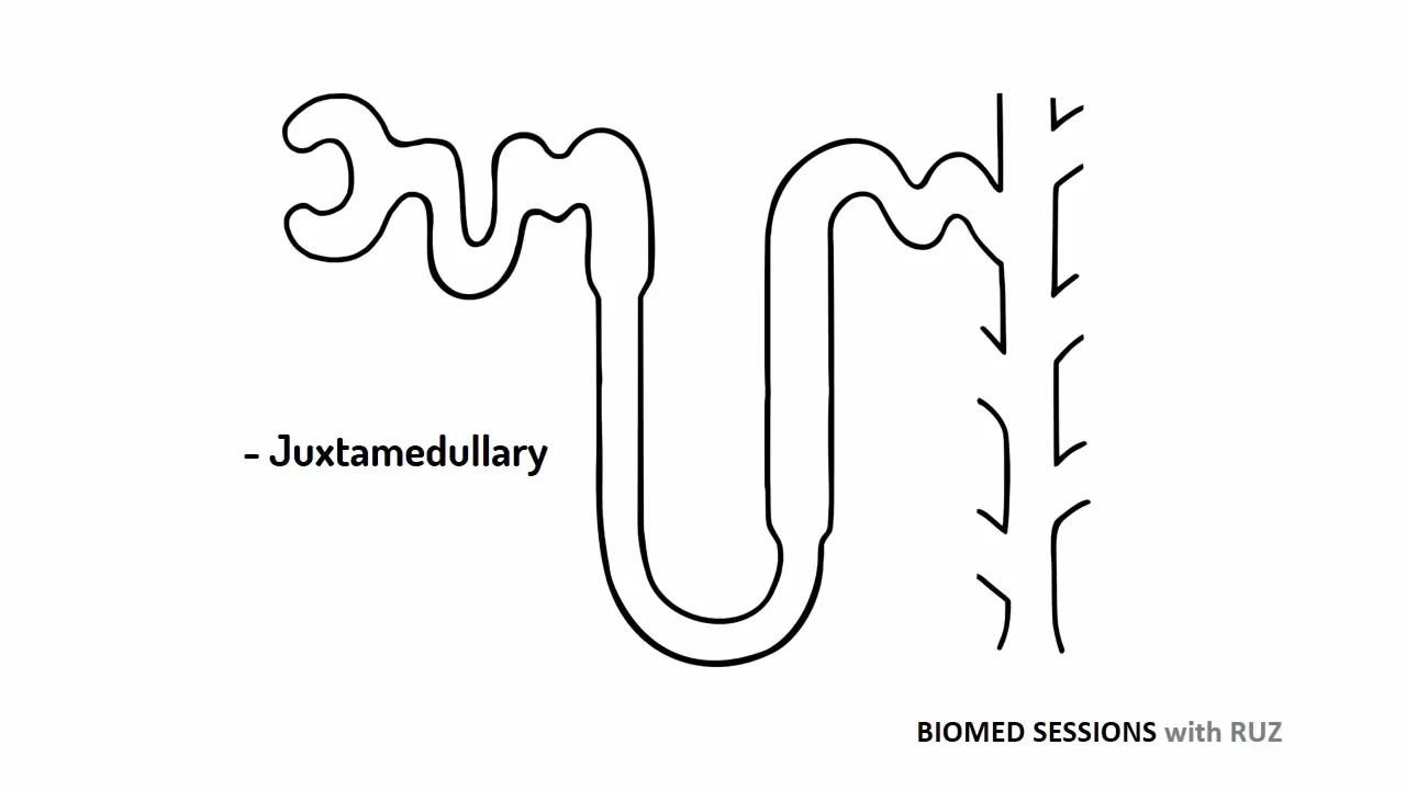 loop of henle explained!髓袢逆流倍增机制的解释