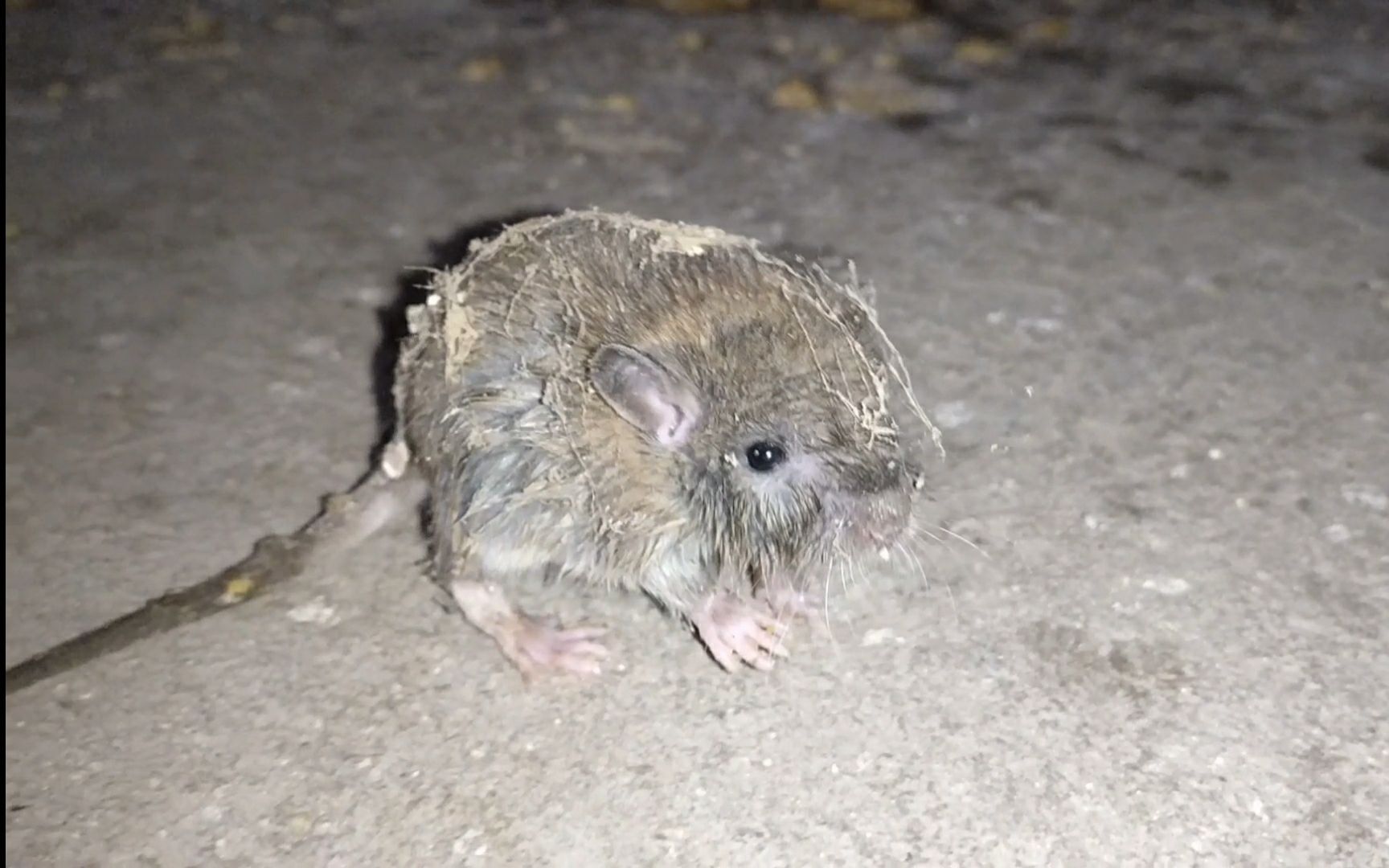 如此不怕人的小老鼠,且看且珍惜～(づ ●─● )づ