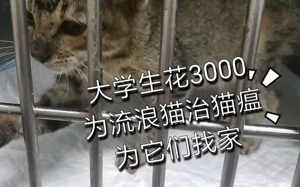 大学生花3000给流浪猫治猫瘟,如今大病初愈,只想给它们找家哔哩哔哩bilibili