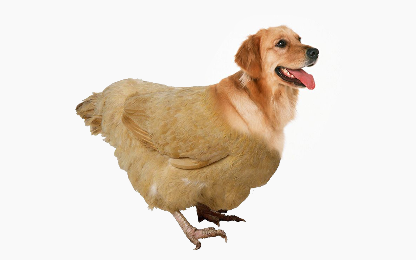 猜物种挑战这是一个狗鸡吧