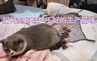 拼命保护小猫的母猫 搜索结果 哔哩哔哩 Bilibili