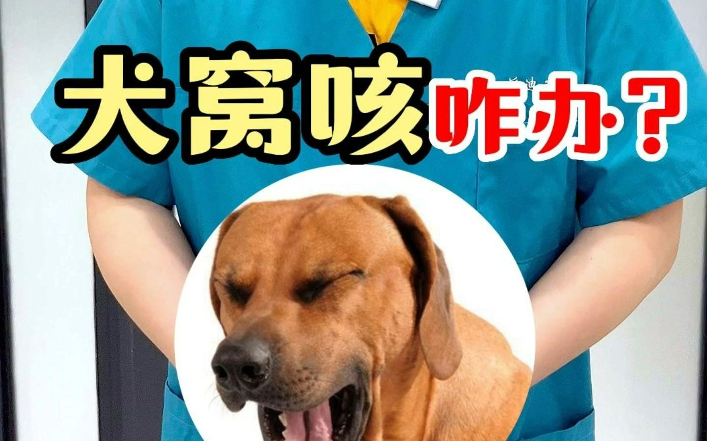 养狗必看之犬窝咳哔哩哔哩bilibili