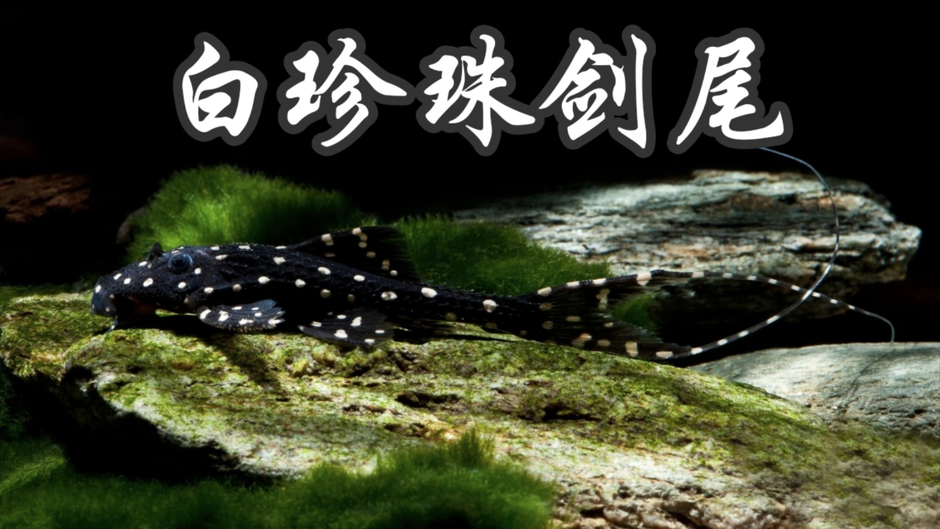 了解异型鱼:白珍珠剑尾
