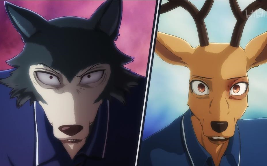 【现场反应】阿里郎看《beastars 动物狂想曲》第9集(目前为止最喜欢