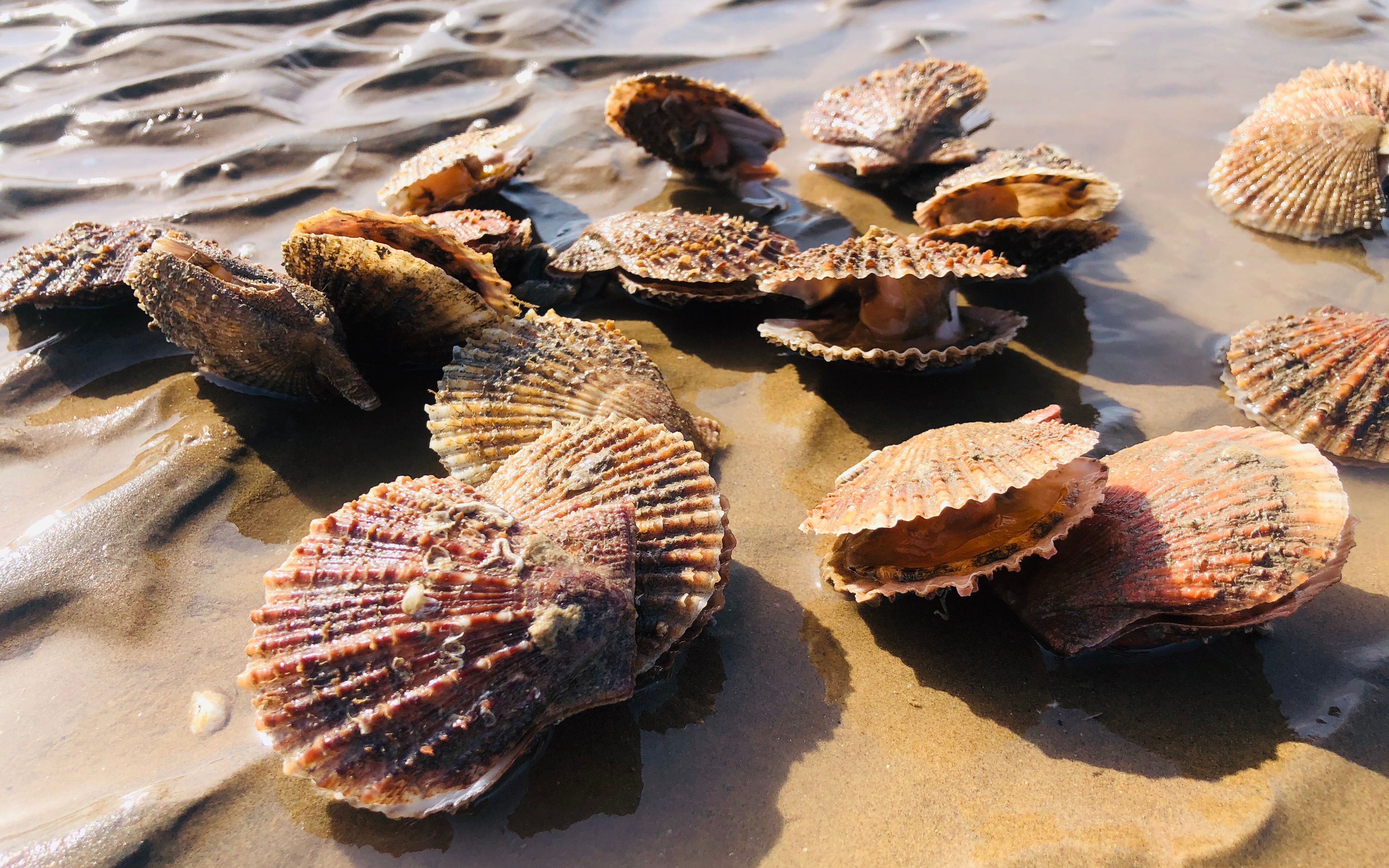 二蛋赶海闯入扇贝滩,被呲了一身水儿,张开嘴巴里面的肉真鲜美