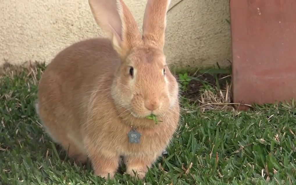 4个月花明兔gus和小朋友玩耍