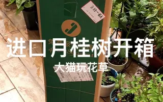 月桂树 哔哩哔哩 Bilibili