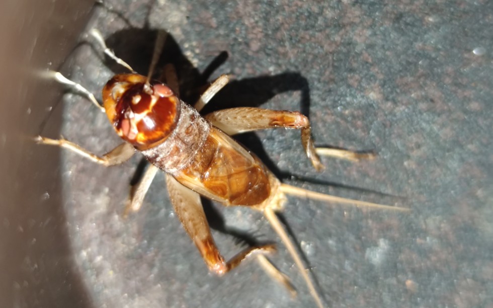 活动作品蟋蟀叫蹭个活动就