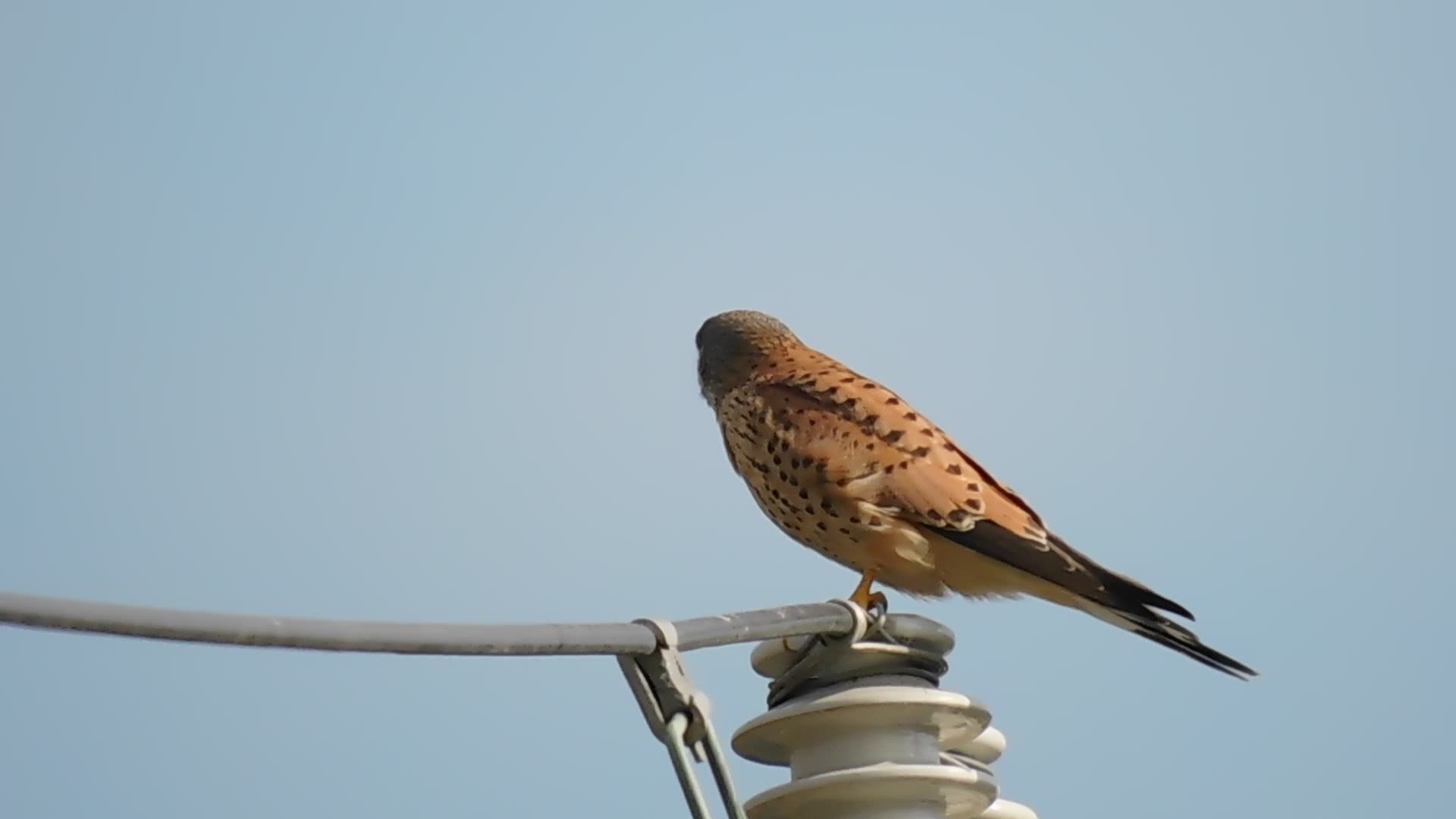 今天的红隼公鸟