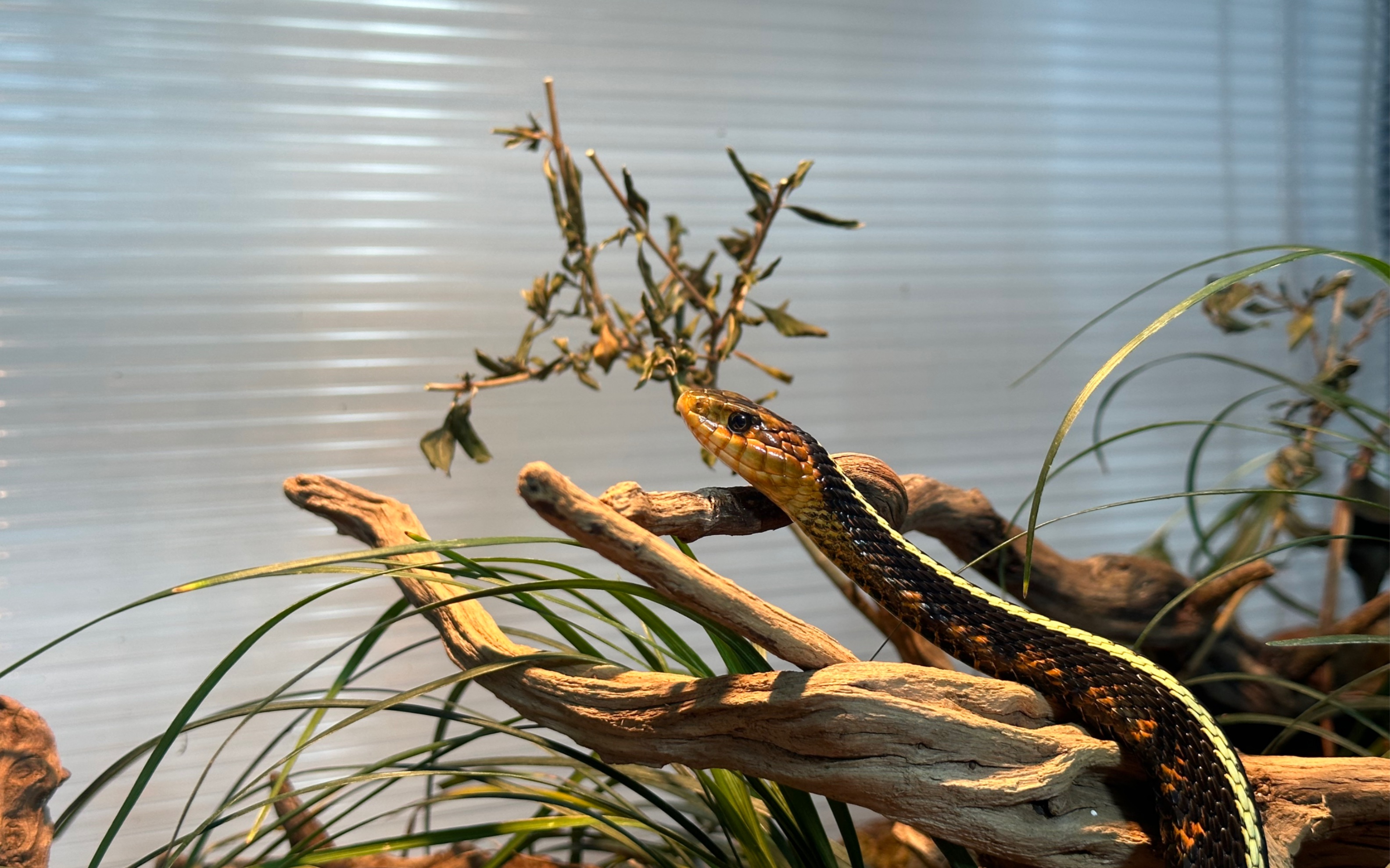 俄勒冈束带蛇晒太阳