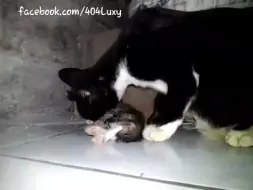 Скачать видео: 猫吃猫