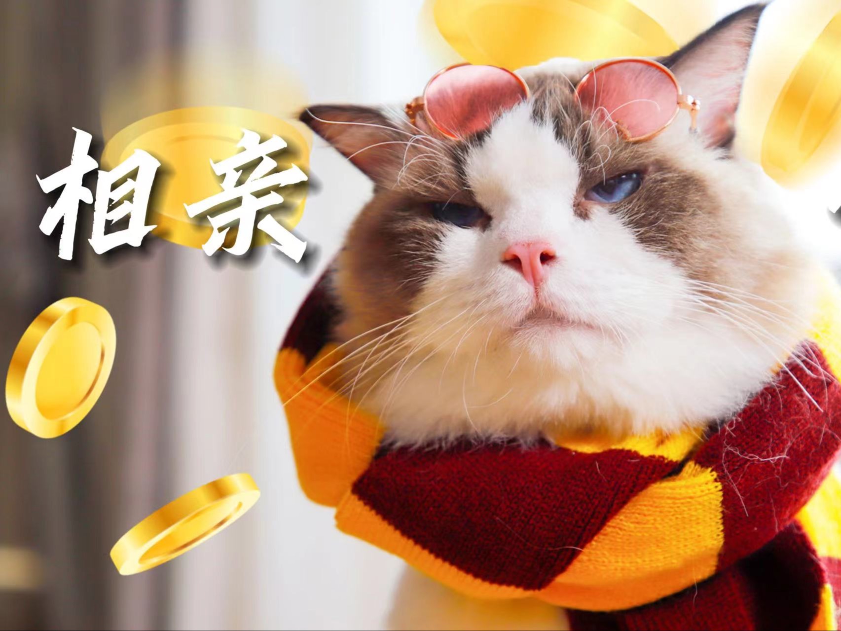 【猫猫影院】——《相亲蛋蛋》哔哩哔哩bilibili