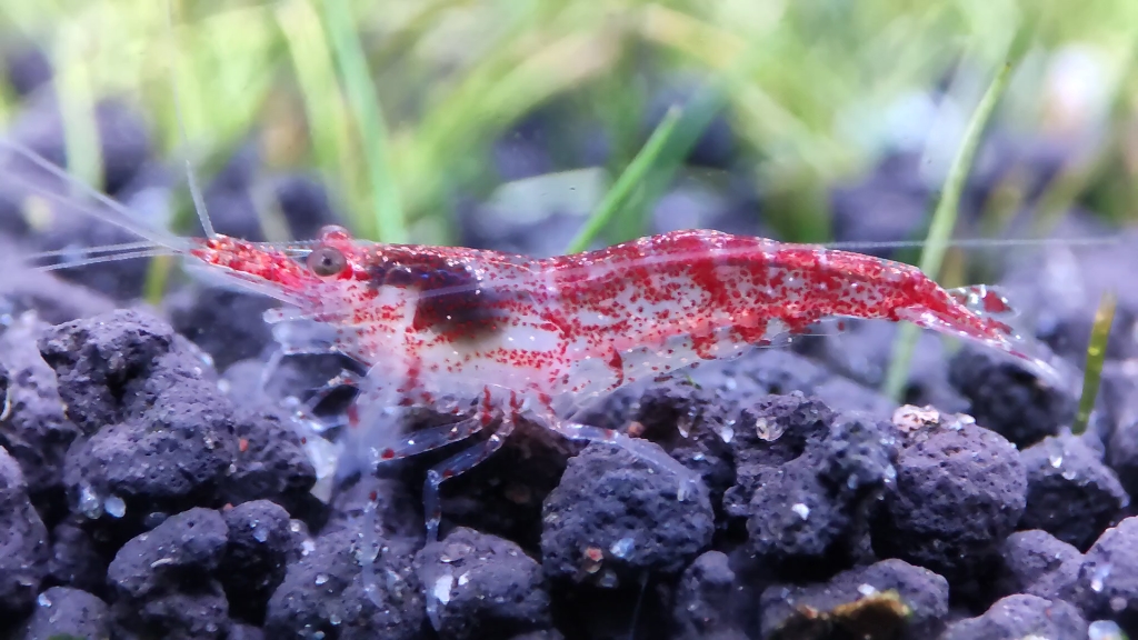 微距 草缸樱花虾