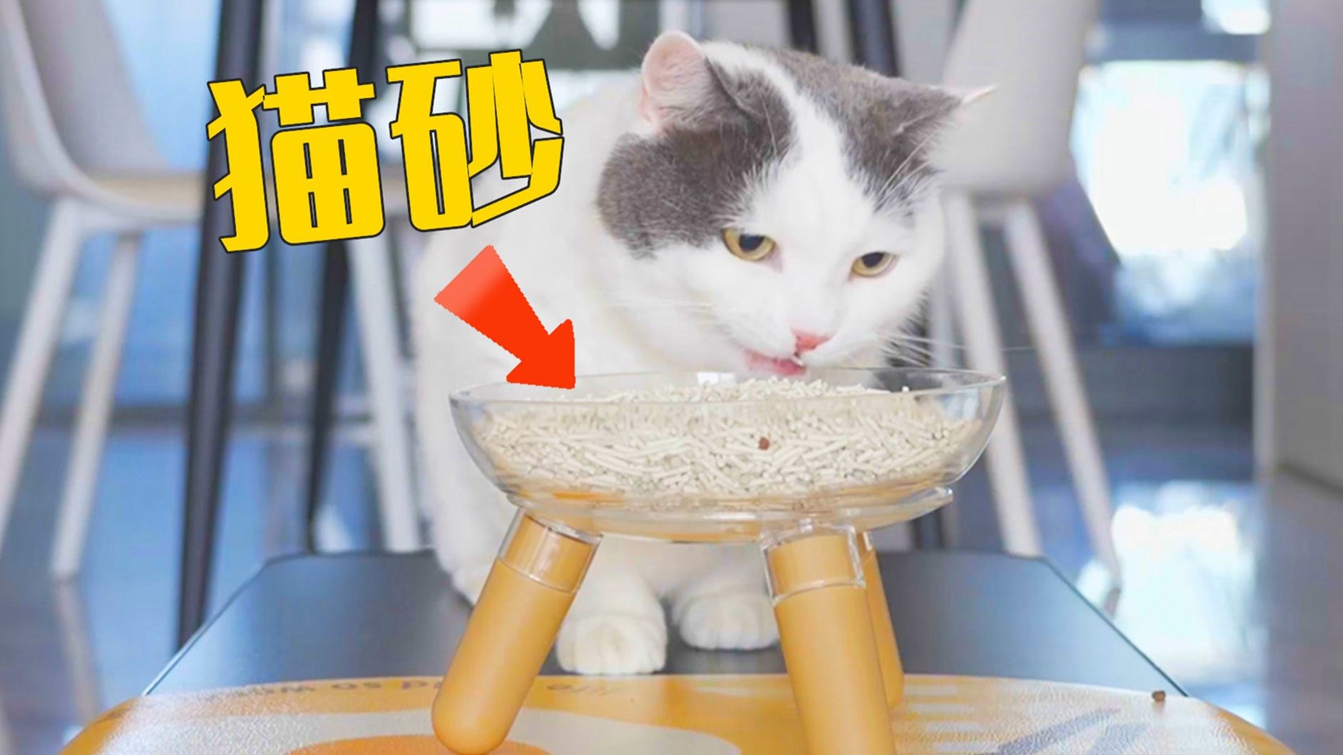 猫咪智商测试,给5只猫喂猫砂它们会上当吗?-萌猫宝哥哥-萌猫宝哥哥-哔哩哔哩视频