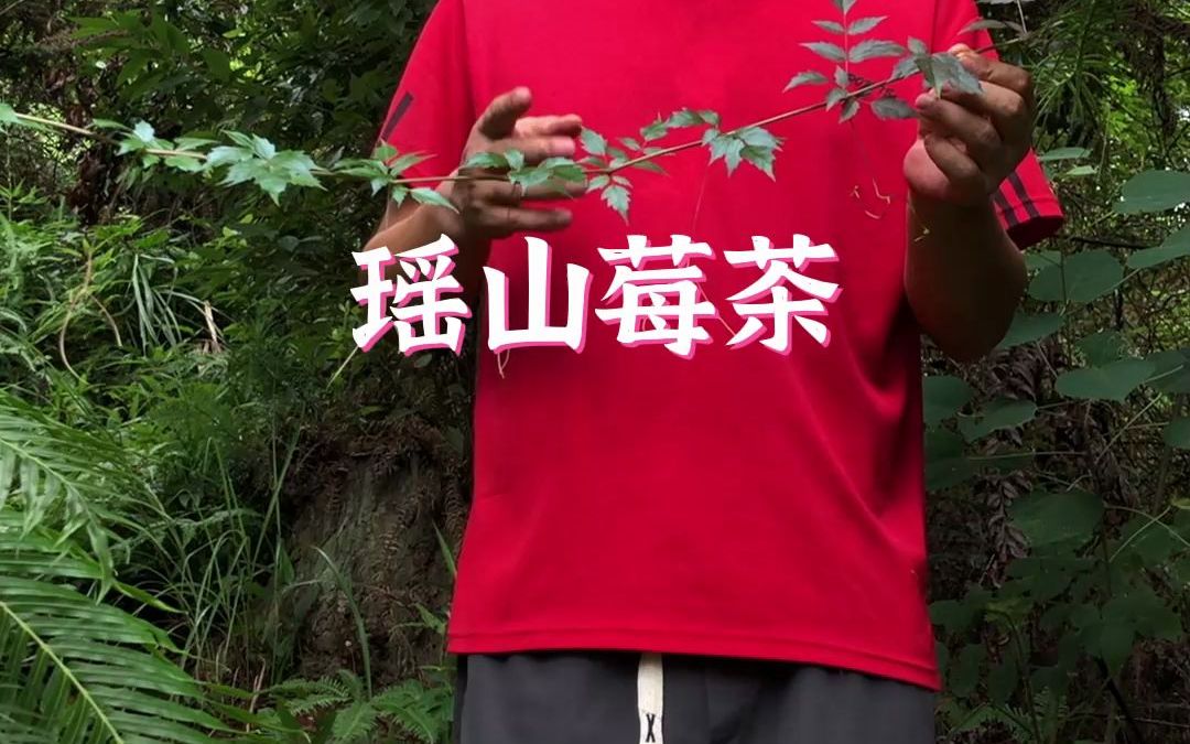 这种野生植物做的茶叶,大家见过吗?哔哩哔哩bilibili