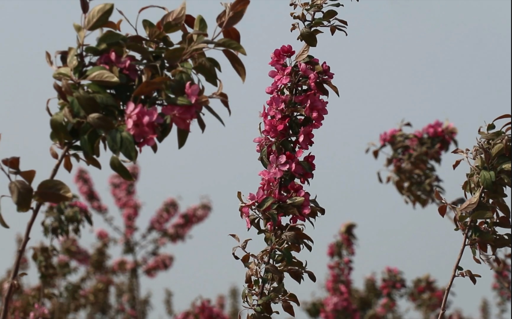 海棠树上海棠花