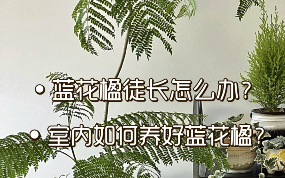 室内养护蓝花楹该如何预防徒长?怎么养好它?哔哩哔哩bilibili