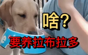 Download Video: 啥？你要养拉布拉多？