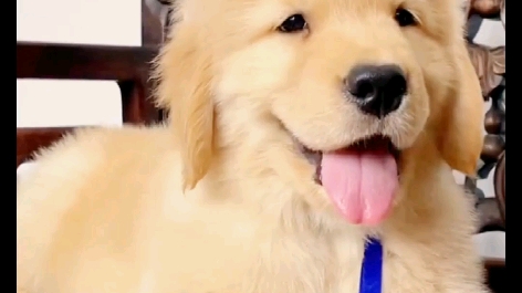 金毛幼犬,沙滩金金毛宝宝