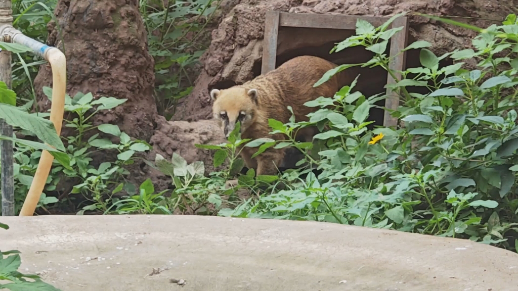 北京动物园的长鼻浣熊