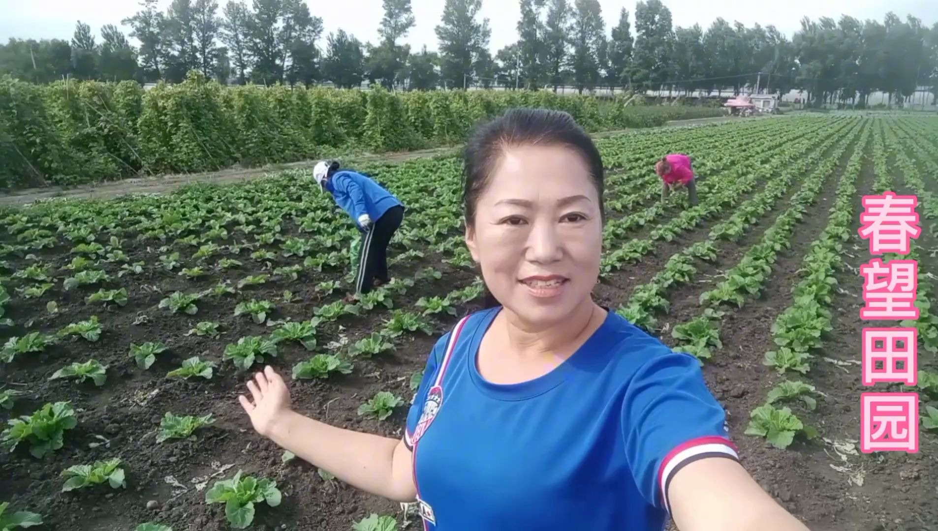 北方农民种植的大白菜,在地里要生长多少天?能长多少斤哔哩哔哩bilibili