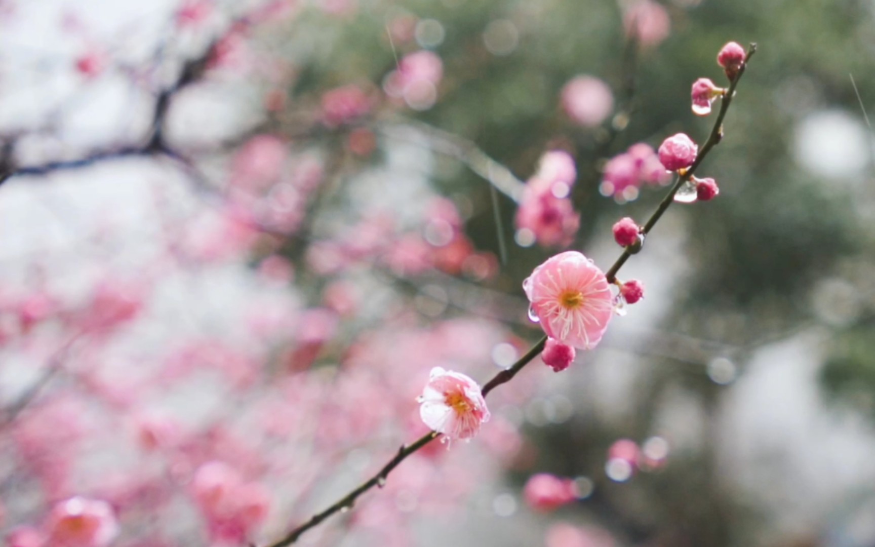 【空镜素材】雨中的梅花|雨中的桃花|被雨打湿的花瓣哔哩哔哩bilibili