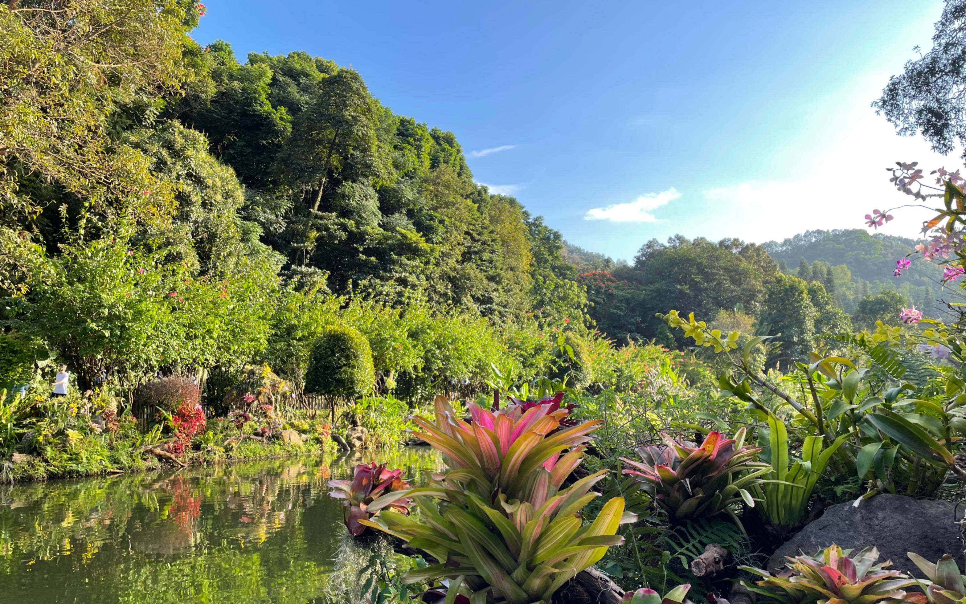 12月的深圳仙湖植物园