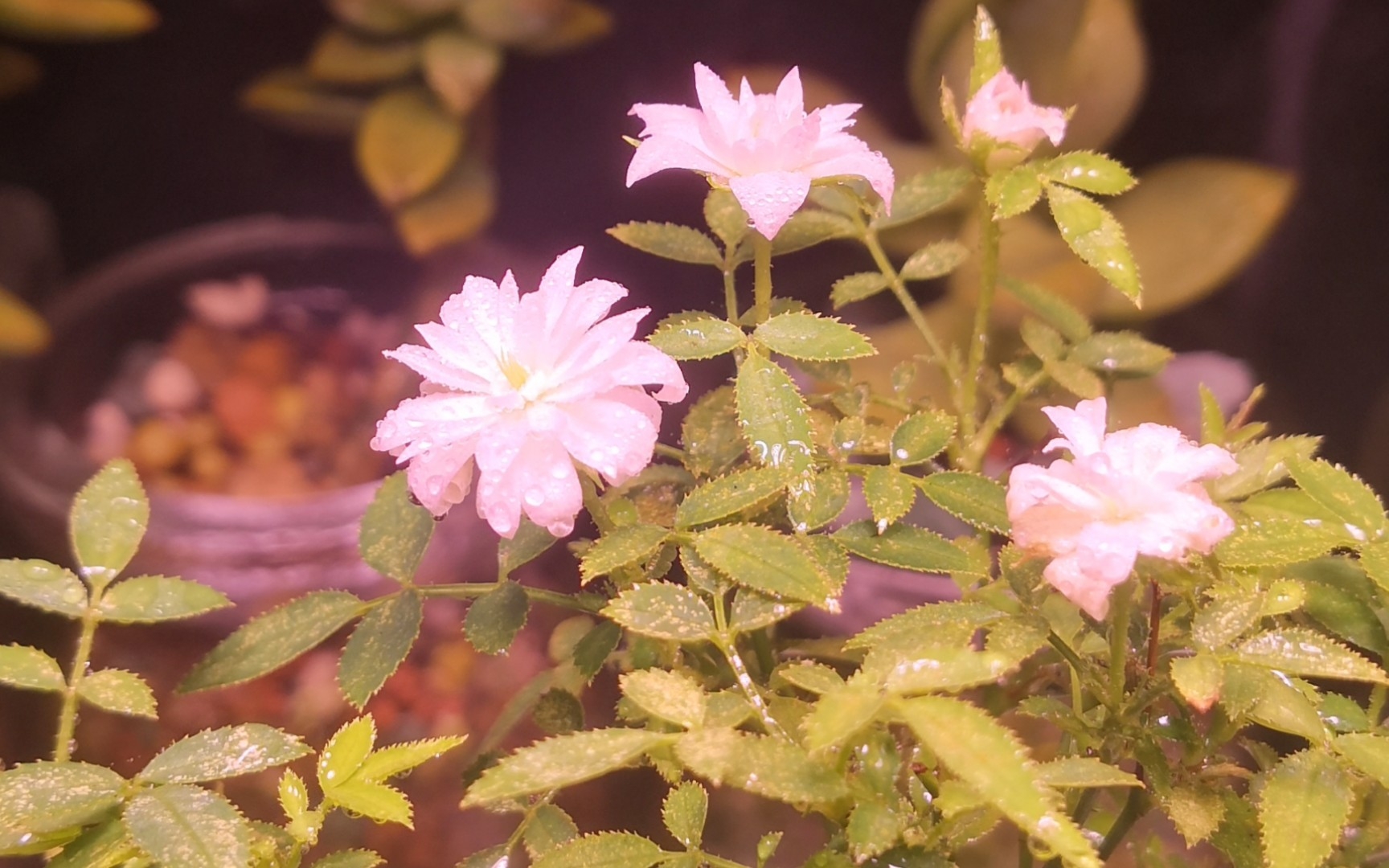 室内灯养 之 超微月季(须惠姬,姬乙女)