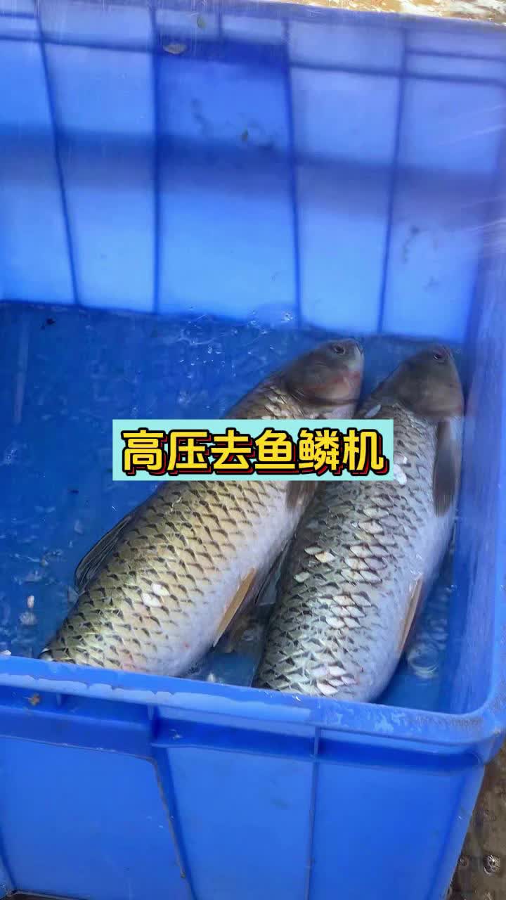 去魚鱗效果就是好乾淨又不傷魚身