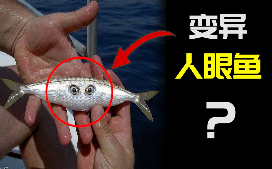 切尔诺贝利捕获"人眼鱼"?核辐射真的会导致生物变异,巨大化吗?