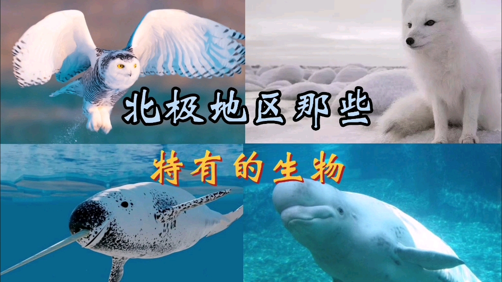 北极地区那些特有的生物~哔哩哔哩bilibili