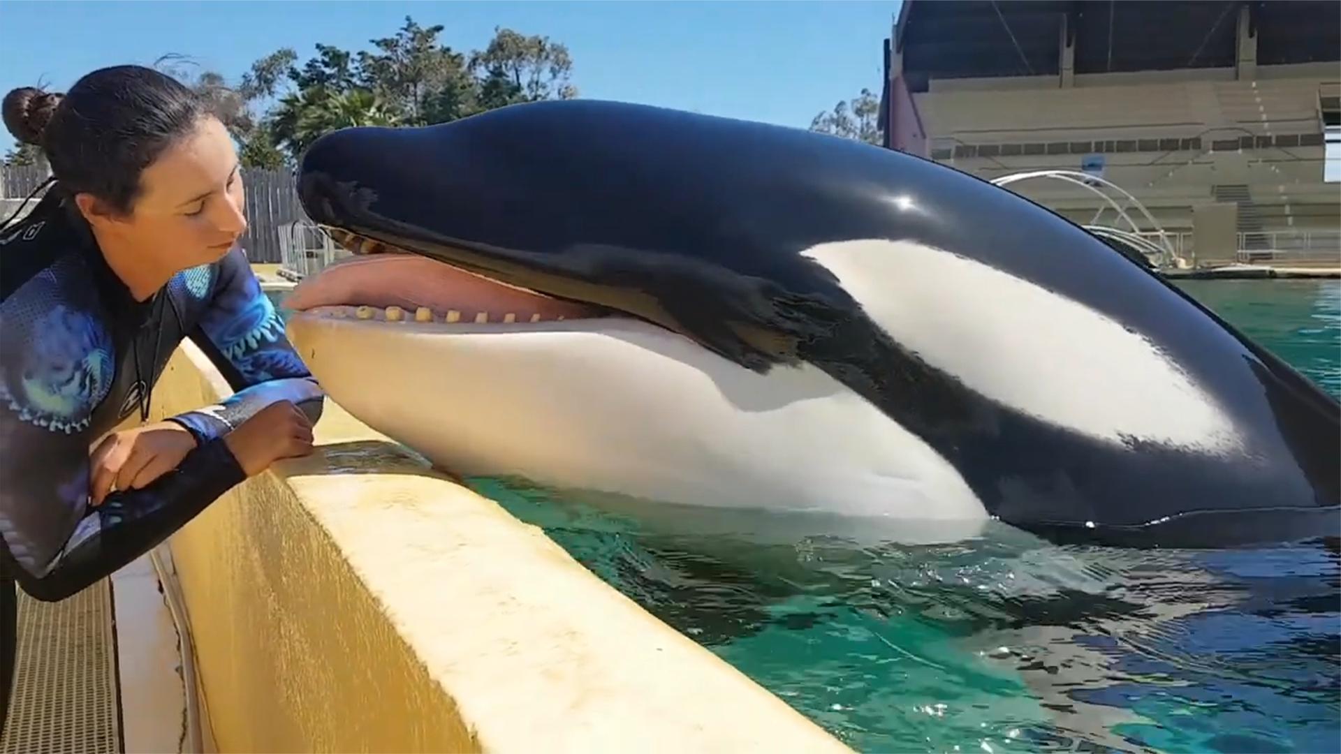 虎鲸对人类表达善意,吐舌头卖萌太可爱,镜头记录全过程