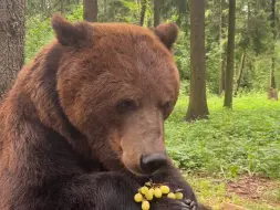 下载视频: 汤姆熊沉浸式吃葡萄