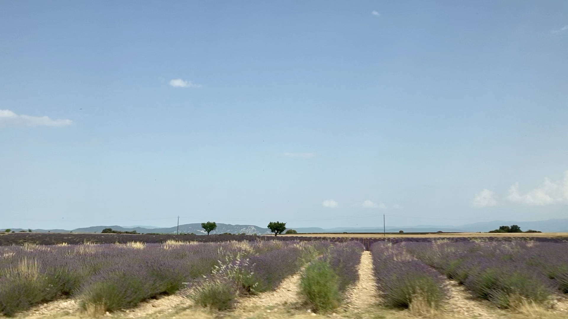 [图]法国Valensole 薰衣草田