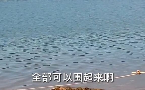 嘉禾水库白条泛滥,强子秒招帮老板哔哩哔哩bilibili