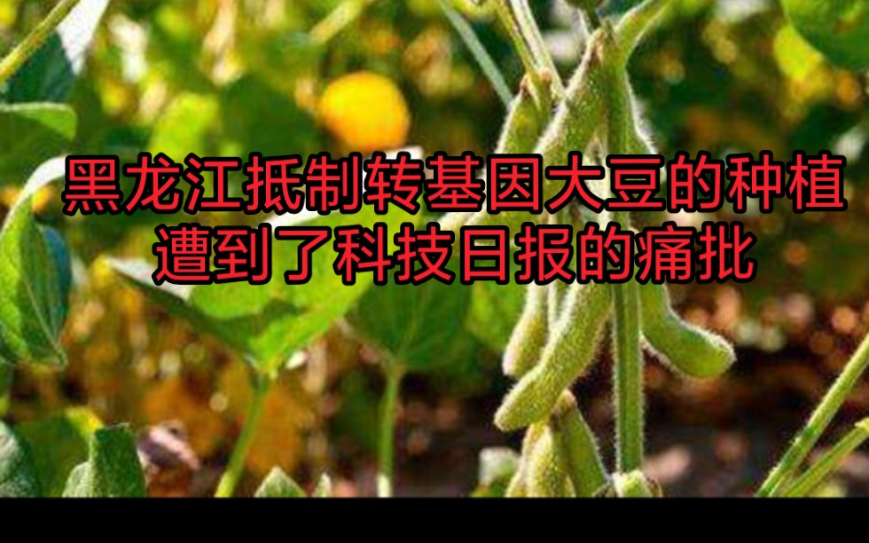 黑龙江抵制转基因大豆的种植,遭到了科技日报的痛批哔哩哔哩bilibili