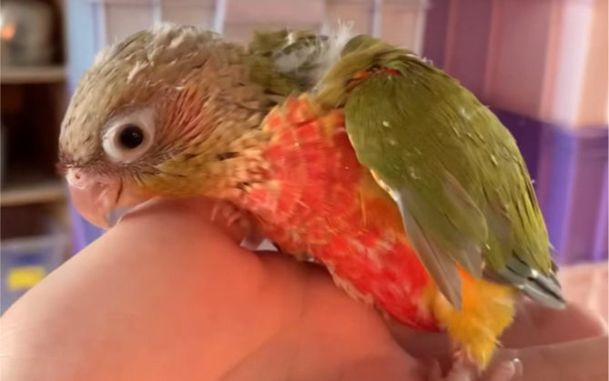 超高趴凤梨小太阳 可可爱爱没有脑袋