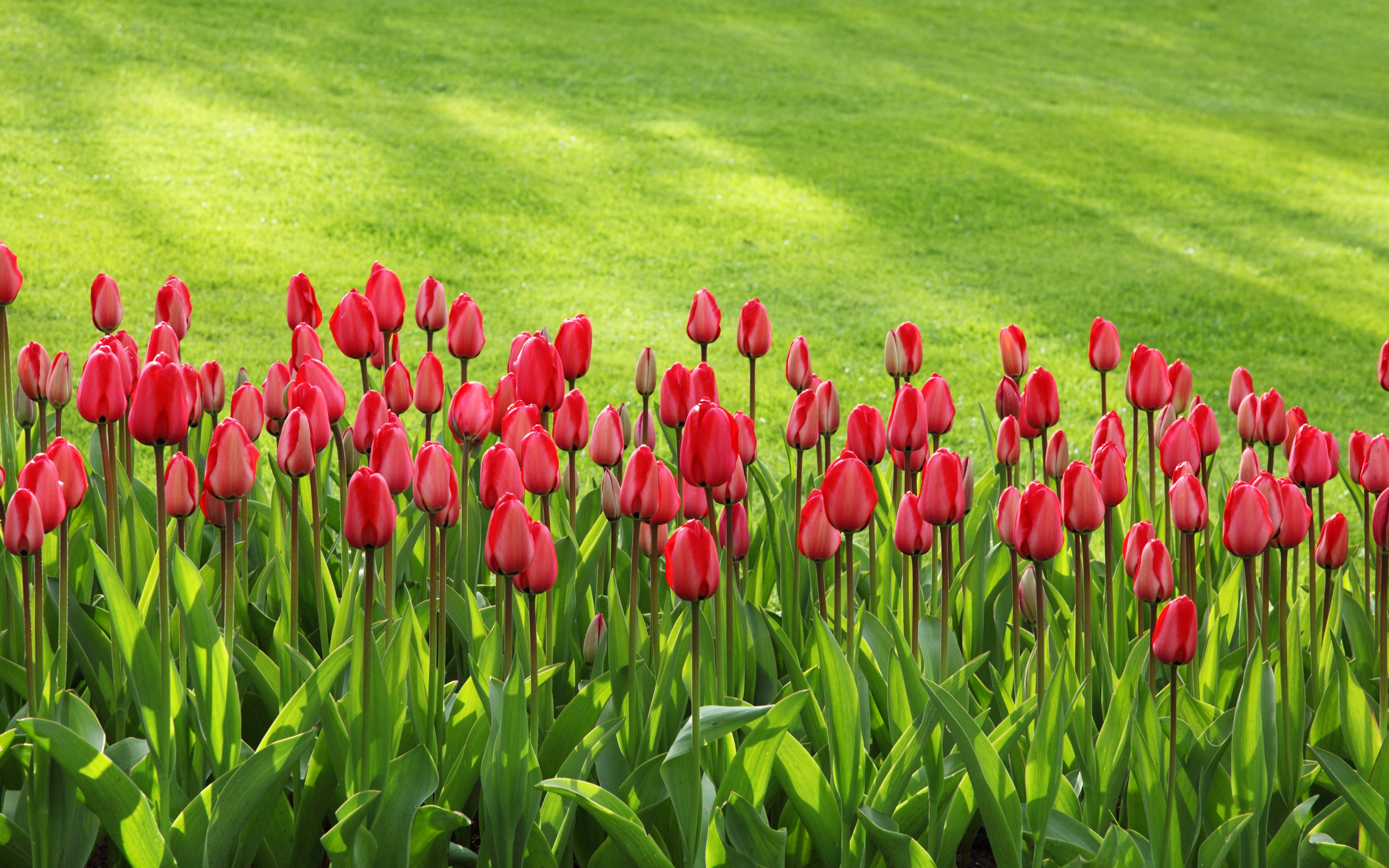 春天里的植物学——读《周易》损卦 早安经典