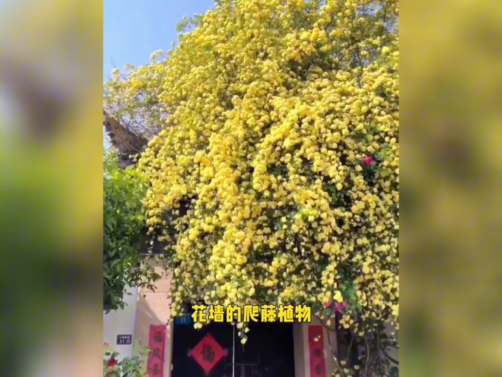 十种旺宅绿植盆栽哔哩哔哩bilibili