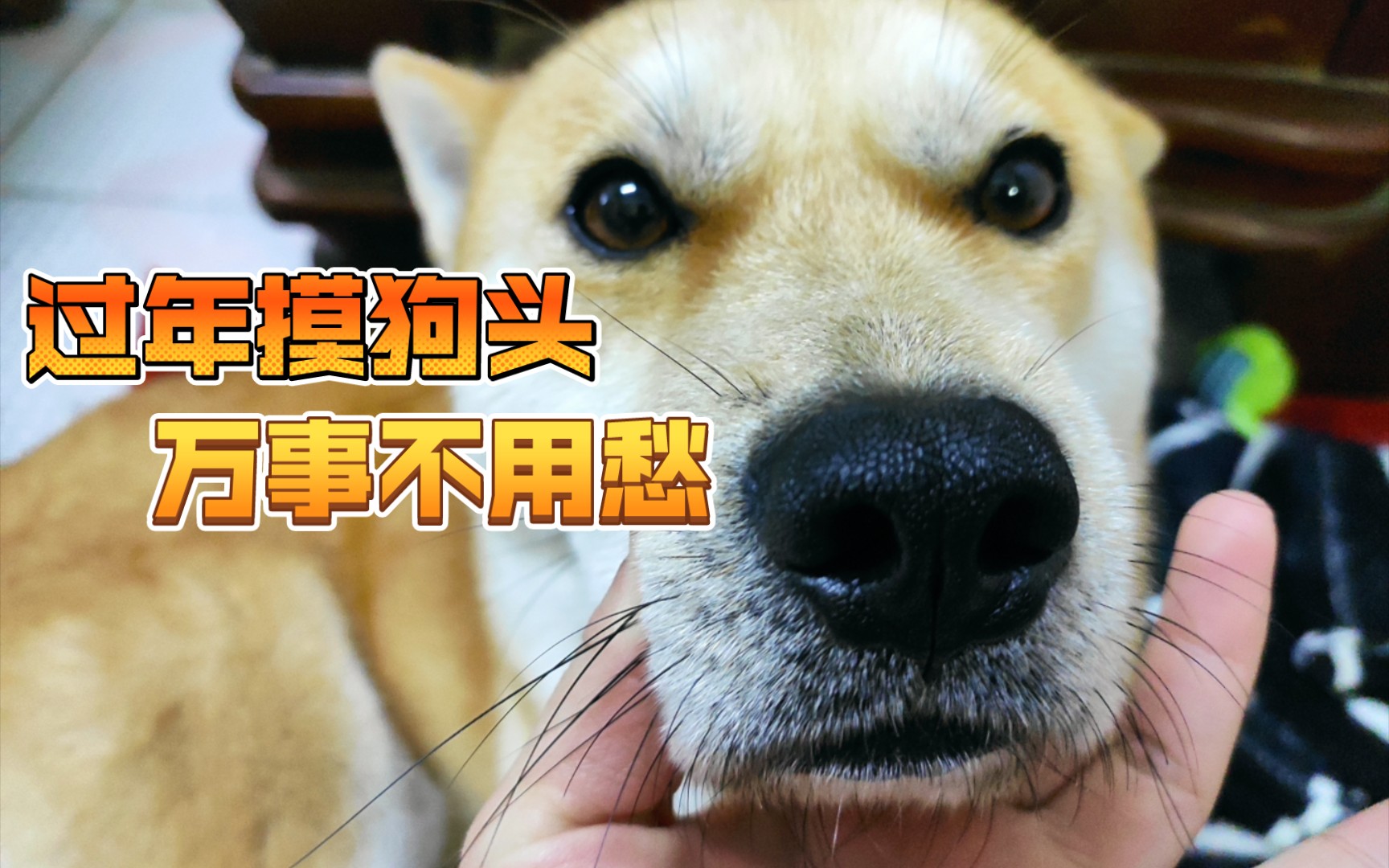 过年摸狗头,万事不用愁
