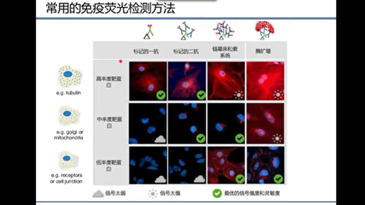 免疫荧光技术详解赛默飞哔哩哔哩bilibili