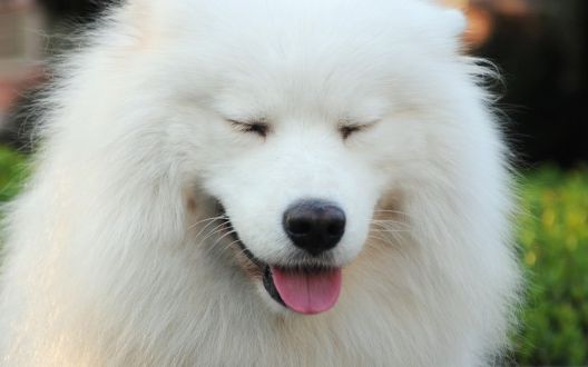 他是来自秦川的白某人(太白狗的28连滚)_哔哩哔哩 (゜-゜)つロ 干杯