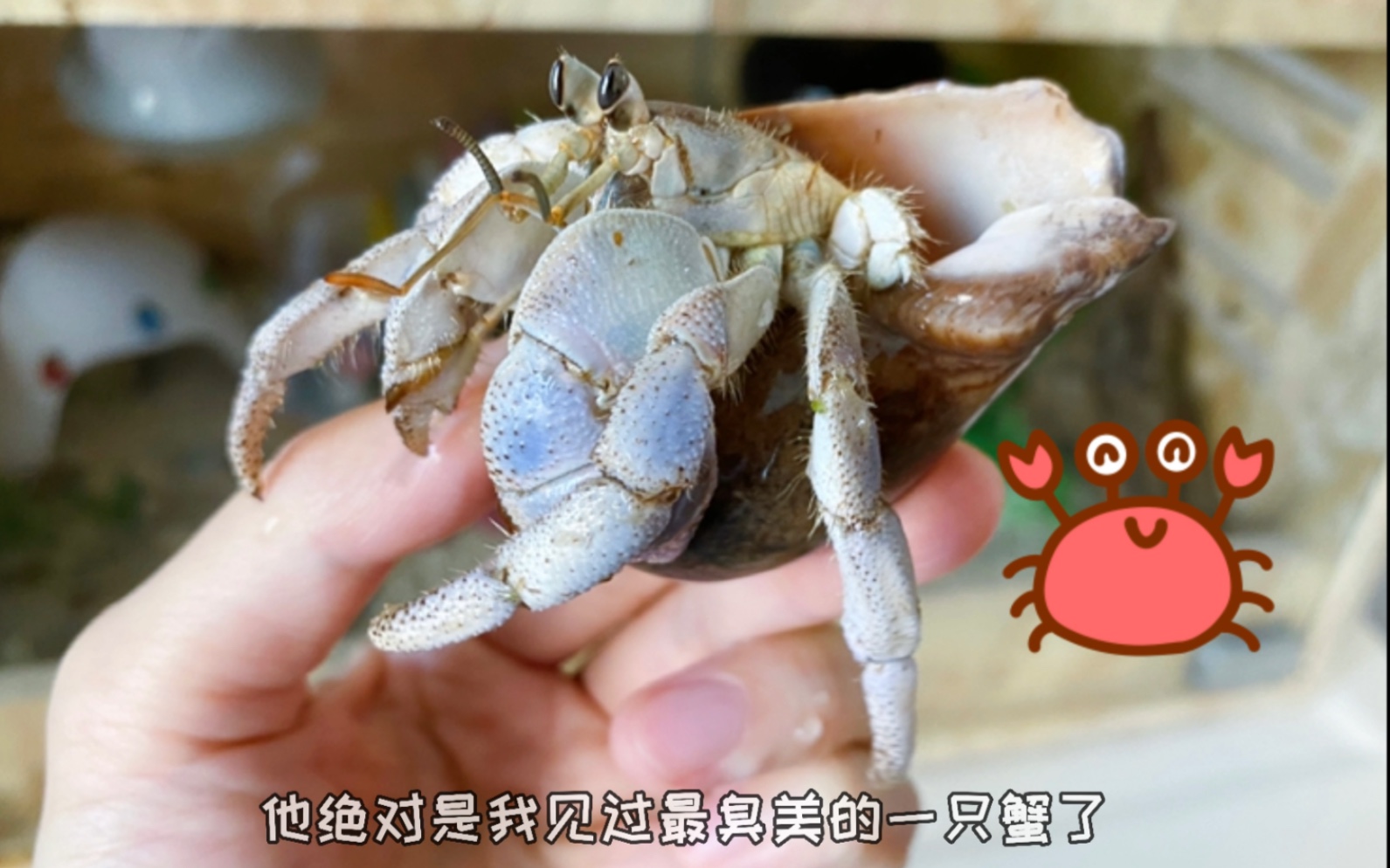 [图]原来蟹子是一种臭美的生物 | 寄居蟹换壳