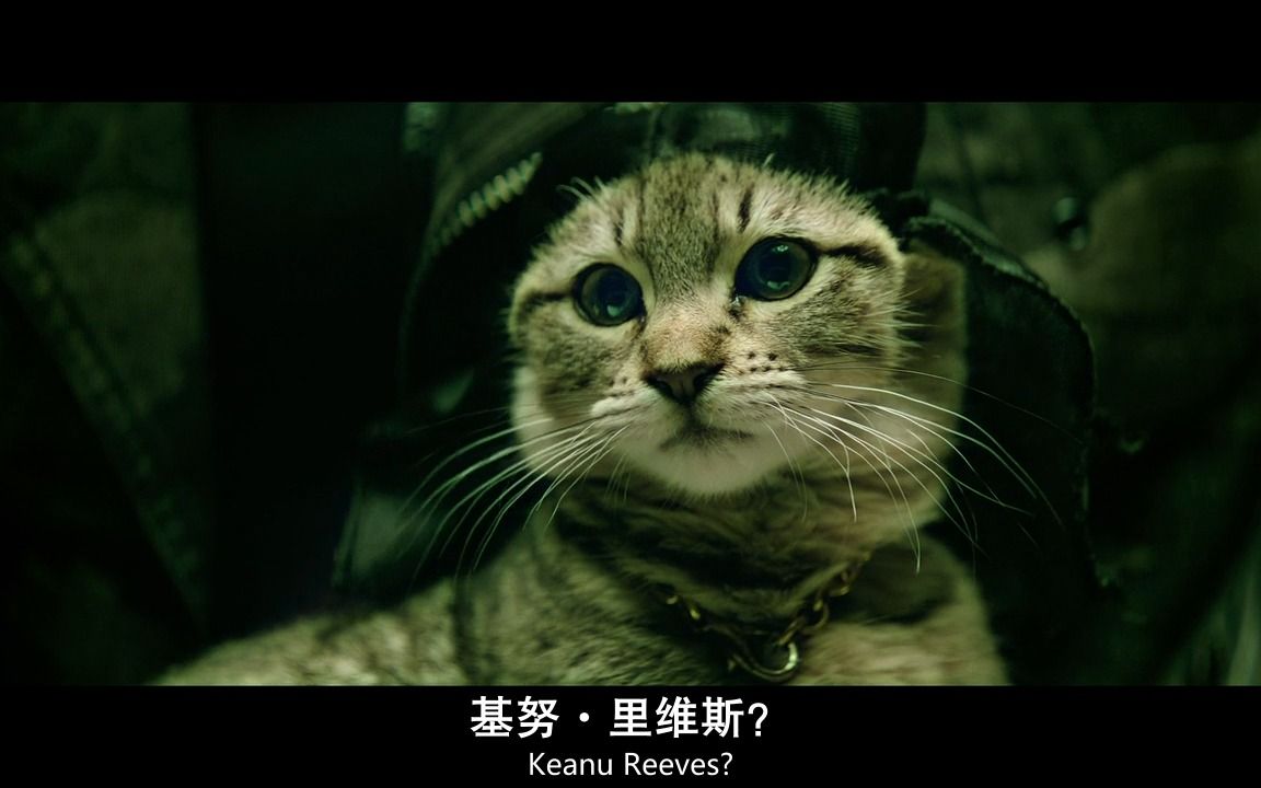 基努猫keanu-基努李维斯cut