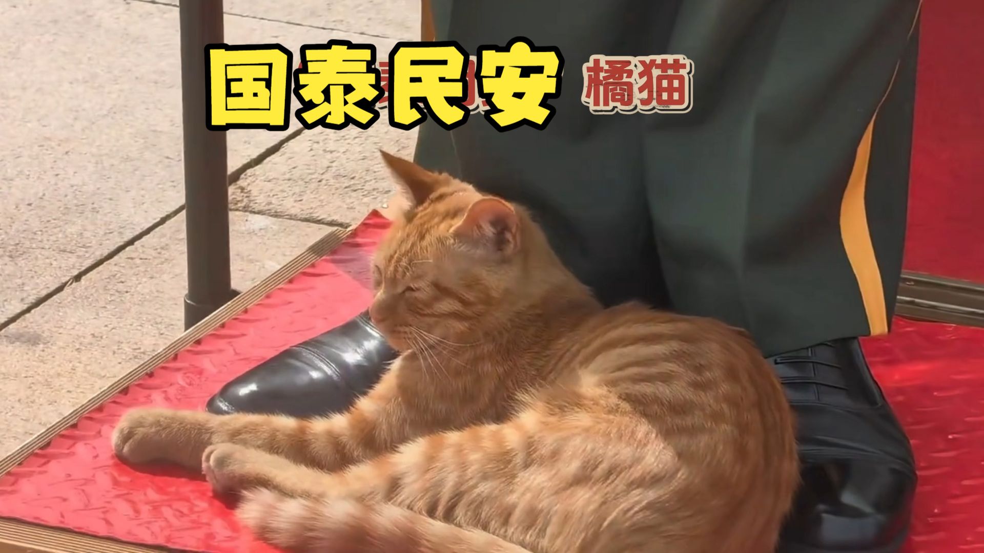 天安门广场的“国泰民安”橘猫，火爆外网引起大感叹