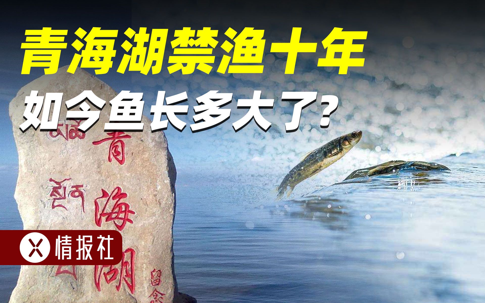 [图]禁渔10年，青海湖里的鱼长到多大了？