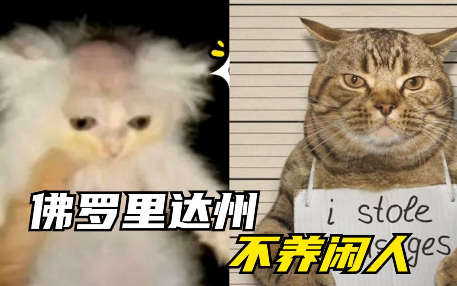 佛罗里达恶心猫照片图片