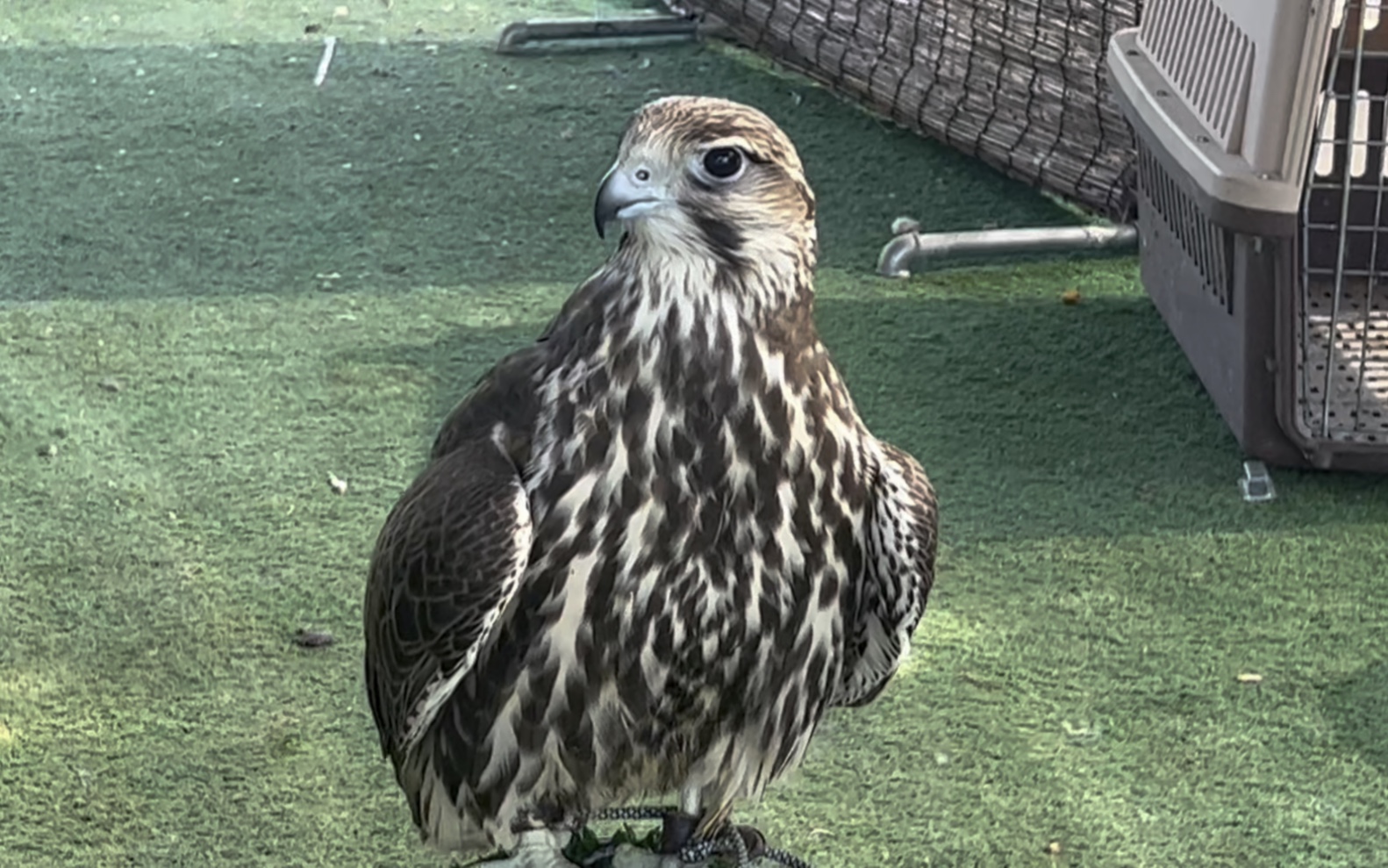 小猎隼,今天开始正式训练咯!